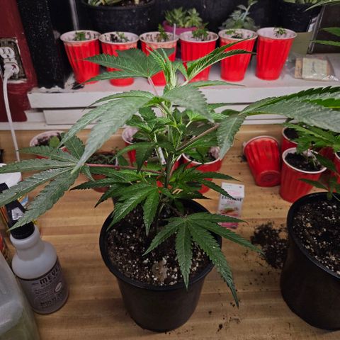 Cherry Cookies growlog timeline photo
