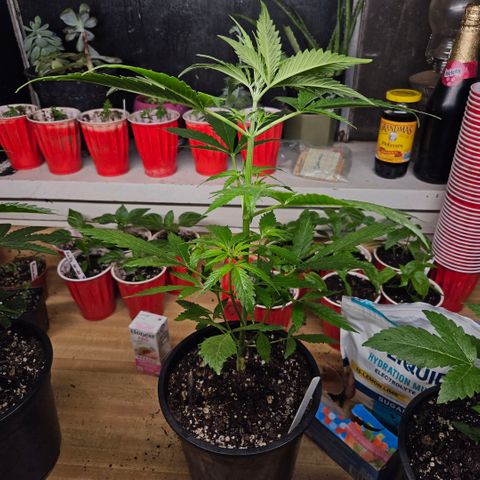 North Thunderfuck growlog timeline photo