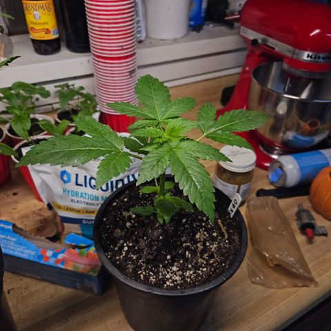 OG Kush growlog timeline photo