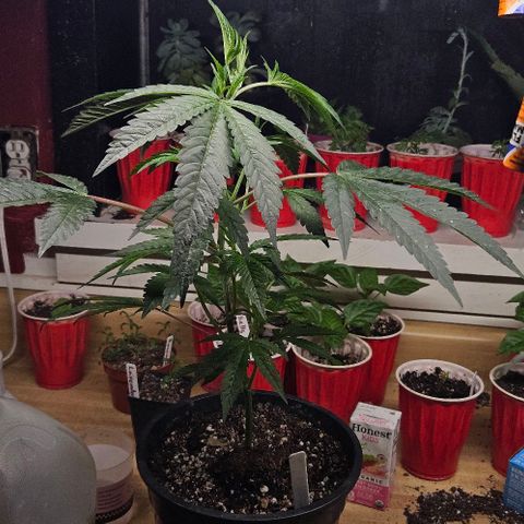 Cherry Cookies growlog timeline photo