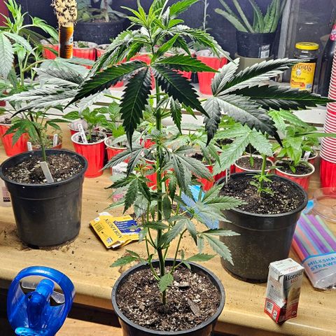 North Thunderfuck growlog timeline photo