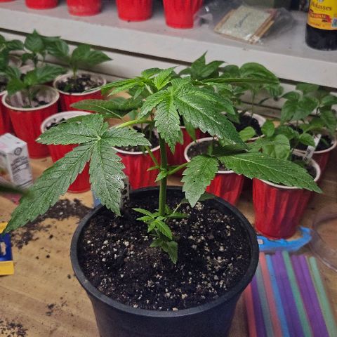 OG Kush growlog timeline photo