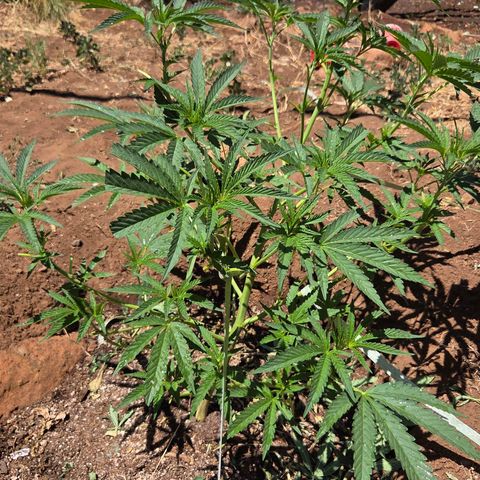 Cherry Cookies growlog photo: Haven't been updating my app at all but my plants are doing amazing 