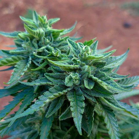 North Thunderfuck growlog timeline photo
