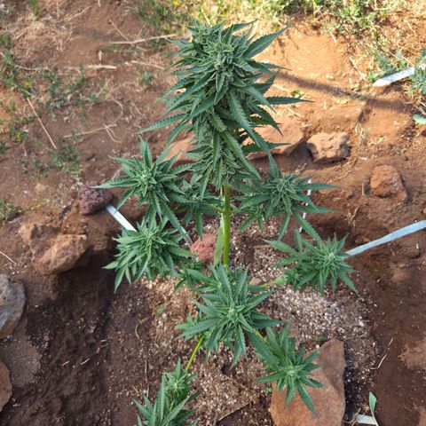 North Thunderfuck growlog timeline photo