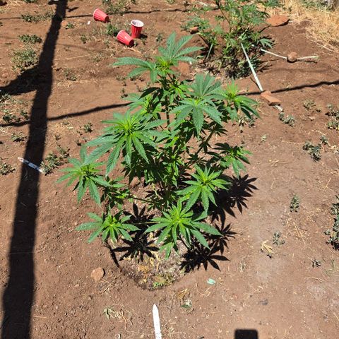OG Kush growlog timeline photo