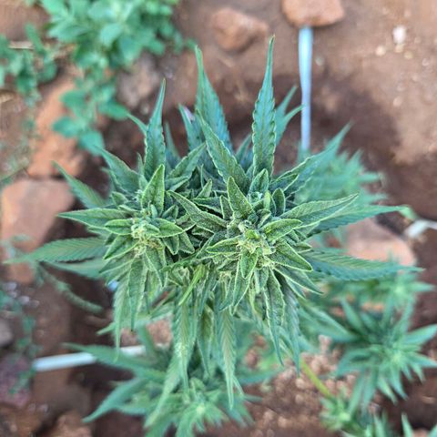 North Thunderfuck growlog timeline photo
