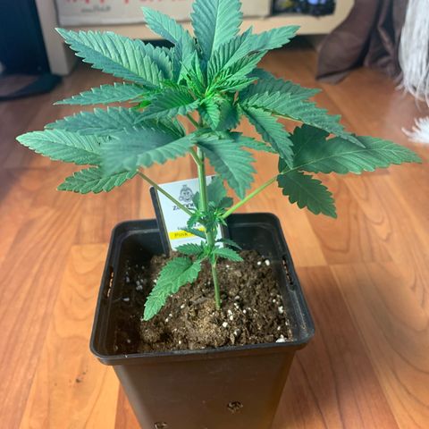 Pink Rozay                                                   (Zamnesia) growlog timeline photo