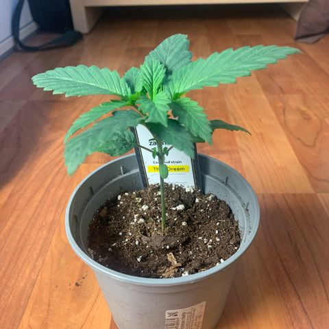 Thai Dream  Limited Edition                        (Royal Queen Seeds) growlog timeline photo