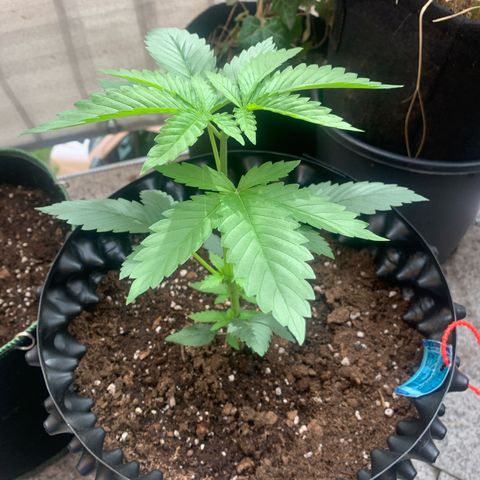 Thai Dream  Limited Edition                        (Royal Queen Seeds) growlog timeline photo