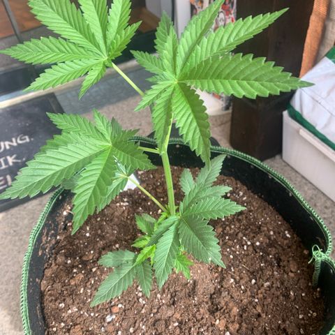 Pink Rozay                                                   (Zamnesia) growlog timeline photo