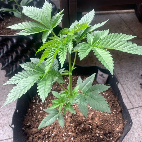 White Widow                                              (Royal Queen Seeds) growlog timeline photo