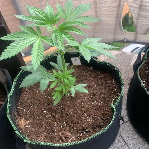 Gelato                                                          (Zamnesia)  growlog timeline photo