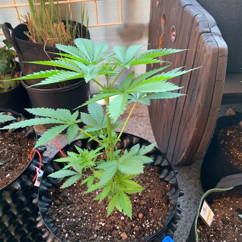 Pink Rozay                                                   (Zamnesia) growlog timeline photo
