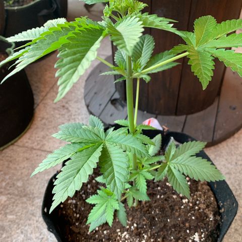 White Widow                                              (Royal Queen Seeds) growlog timeline photo