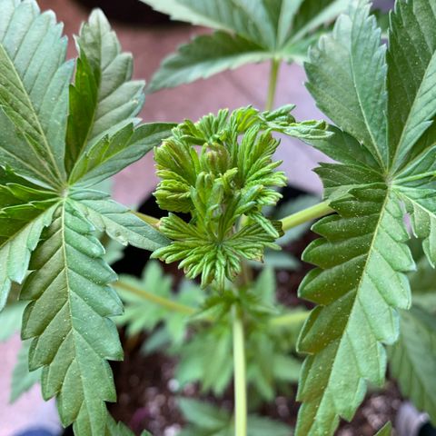 White Widow                                              (Royal Queen Seeds) growlog timeline photo