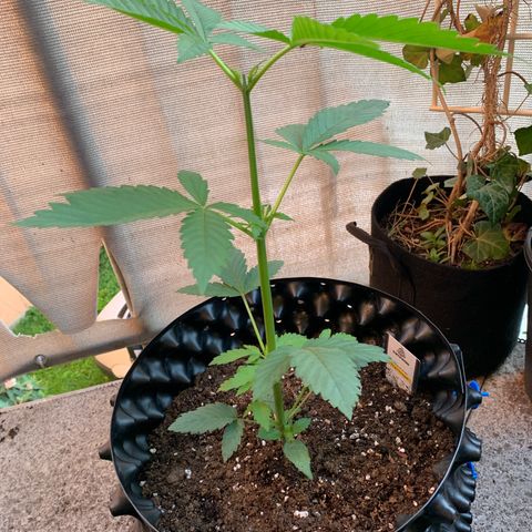 Thai Dream  Limited Edition                        (Royal Queen Seeds) growlog timeline photo