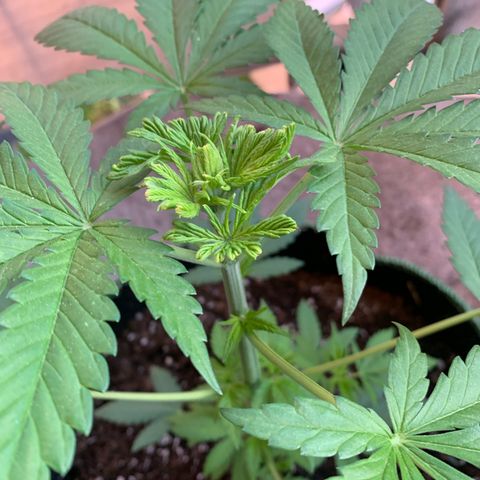 Gelato                                                          (Zamnesia)  growlog timeline photo
