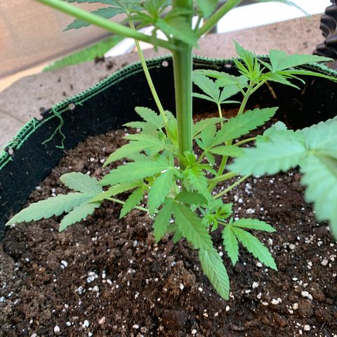Gelato                                                          (Zamnesia)  growlog timeline photo