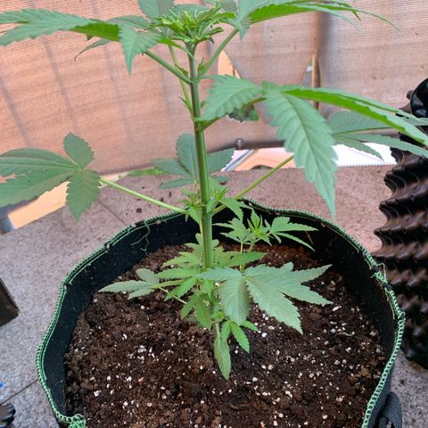 Gelato                                                          (Zamnesia)  growlog timeline photo