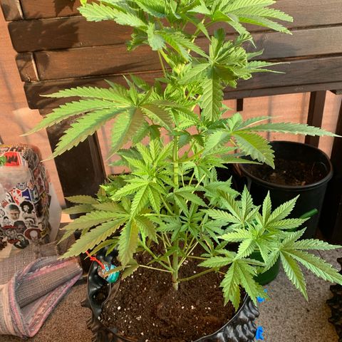 Pink Rozay                                                   (Zamnesia) growlog photo: FIM 