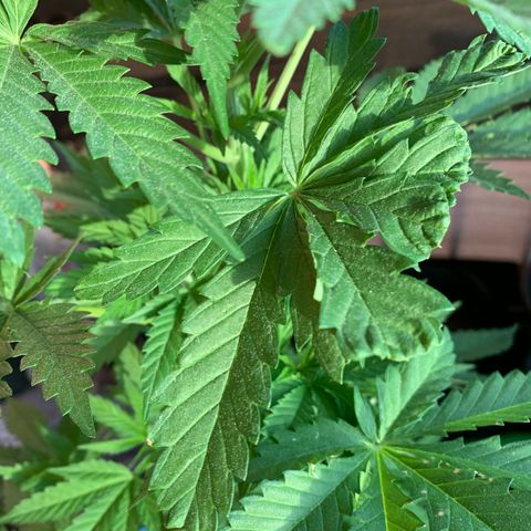 Pink Rozay                                                   (Zamnesia) growlog timeline photo