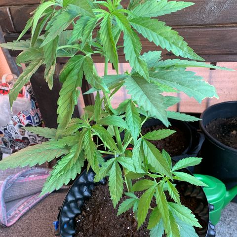 Thai Dream  Limited Edition                        (Royal Queen Seeds) growlog timeline photo