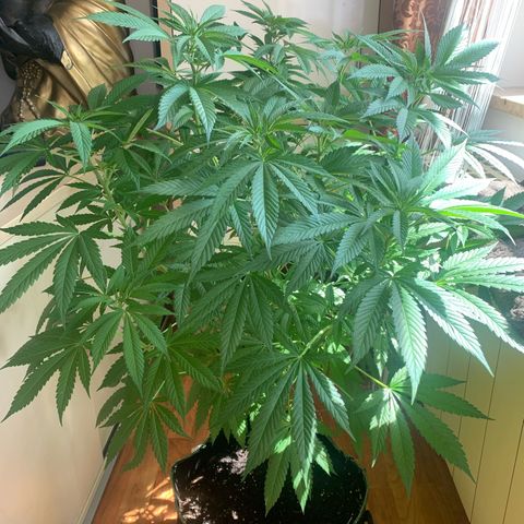 Gelato                                                          (Zamnesia)  growlog timeline photo