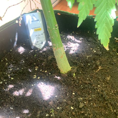 Gelato                                                          (Zamnesia)  growlog timeline photo