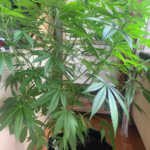 Gelato                                                          (Zamnesia)  growlog timeline photo