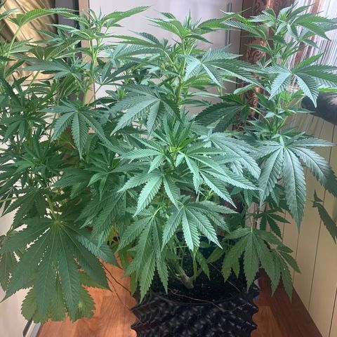 Pink Rozay                                                   (Zamnesia) growlog timeline photo