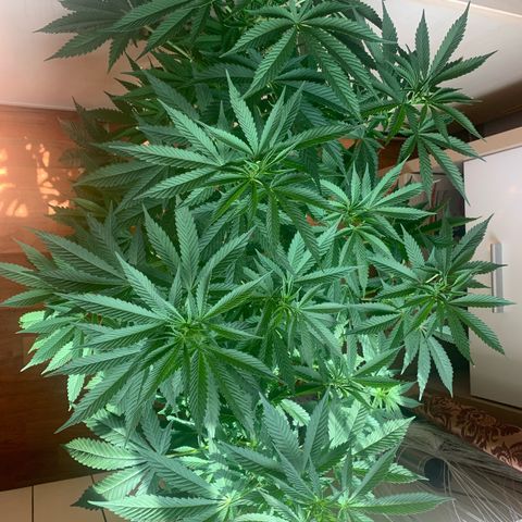 Pink Rozay                                                   (Zamnesia) growlog timeline photo