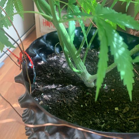 Pink Rozay                                                   (Zamnesia) growlog timeline photo
