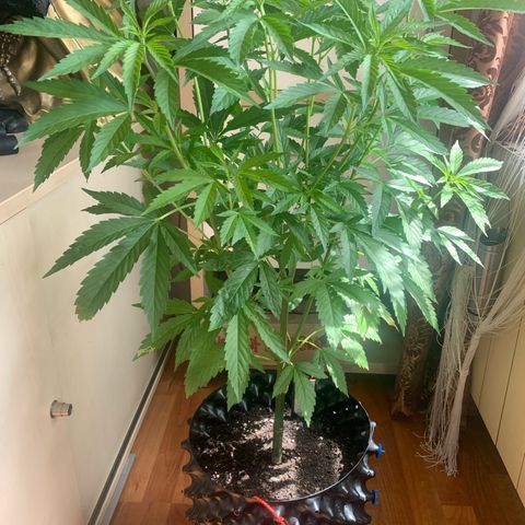 Thai Dream  Limited Edition                        (Royal Queen Seeds) growlog timeline photo