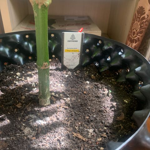 Thai Dream  Limited Edition                        (Royal Queen Seeds) growlog timeline photo