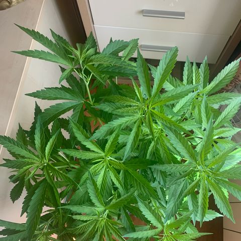 Thai Dream  Limited Edition                        (Royal Queen Seeds) growlog timeline photo