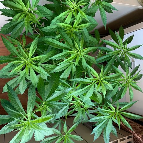 Thai Dream  Limited Edition                        (Royal Queen Seeds) growlog timeline photo