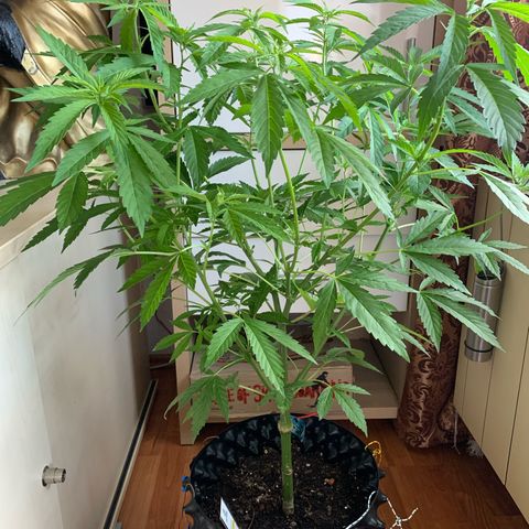 Thai Dream  Limited Edition                        (Royal Queen Seeds) growlog timeline photo