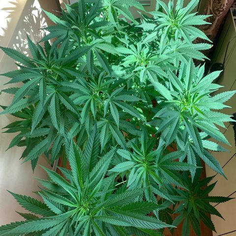 Pink Rozay                                                   (Zamnesia) growlog photo: Fimming Methode