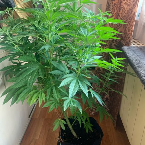 White Widow                                              (Royal Queen Seeds) growlog timeline photo
