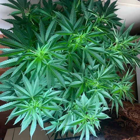 White Widow                                              (Royal Queen Seeds) growlog timeline photo