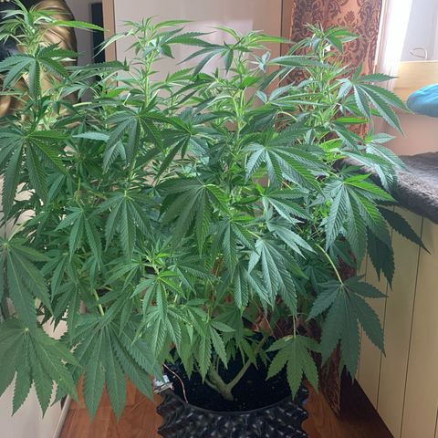 Pink Rozay                                                   (Zamnesia) growlog timeline photo