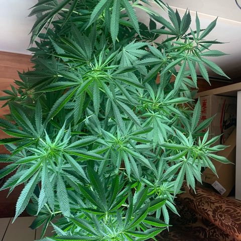 Pink Rozay                                                   (Zamnesia) growlog timeline photo