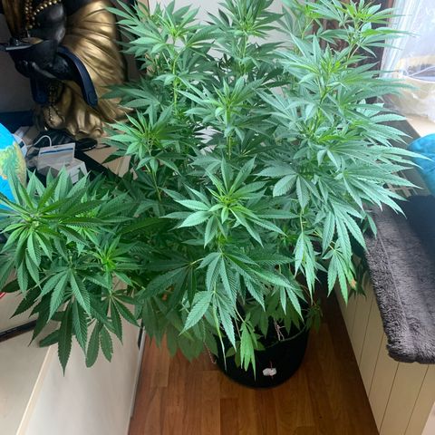 Gelato                                                          (Zamnesia)  growlog timeline photo