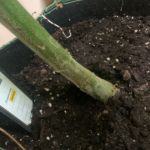 Gelato                                                          (Zamnesia)  growlog timeline photo