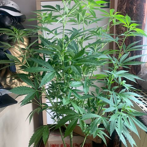 Thai Dream  Limited Edition                        (Royal Queen Seeds) growlog timeline photo