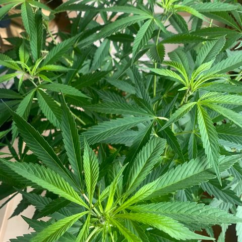 Thai Dream  Limited Edition                        (Royal Queen Seeds) growlog timeline photo