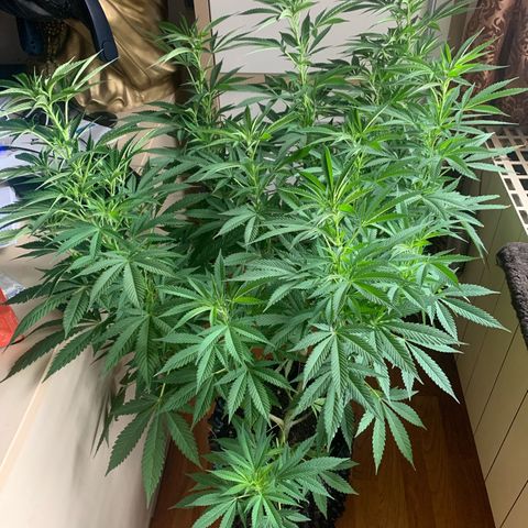 Pink Rozay                                                   (Zamnesia) growlog timeline photo