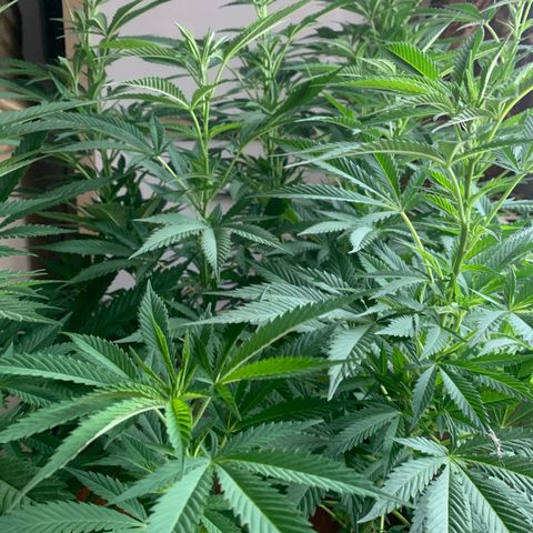 Pink Rozay                                                   (Zamnesia) growlog timeline photo