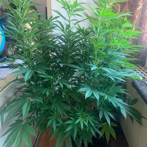 Pink Rozay                                                   (Zamnesia) growlog timeline photo
